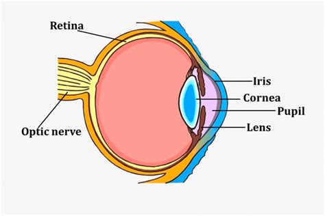 Las 11 Partes Del Ojo Humano Y Sus Características