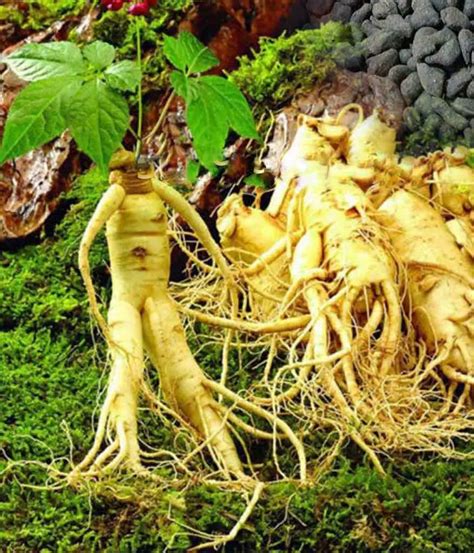 Korean Red Ginseng Panax Or Asian The Root Of Immunity