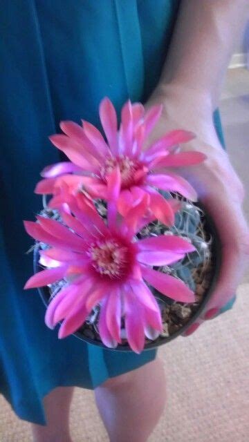 Cactimissouri Grown Cacti Missouri Lei Necklace Lust Plants Jewelry Flowers Cactus
