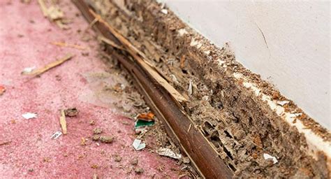 Everything You Need To Know About Termite Control In South Portland