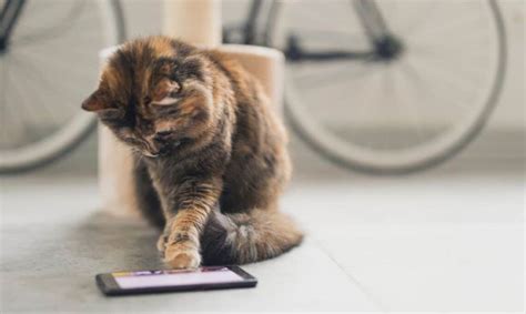 5 Cat Phone Games For Android Shed Happens
