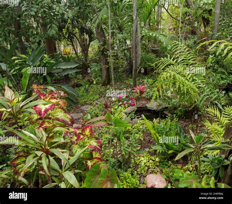 Beautiful Rainforest Garden With Small Pond Surrounded By Tall Trees