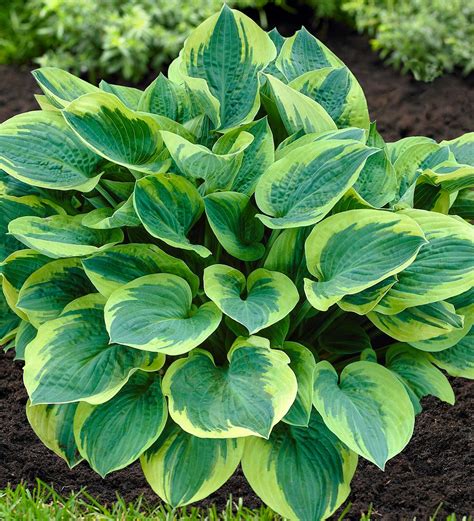 Hosta And Astilbe Shade Loving Garden Collection With 14 Plants Wind And Weather