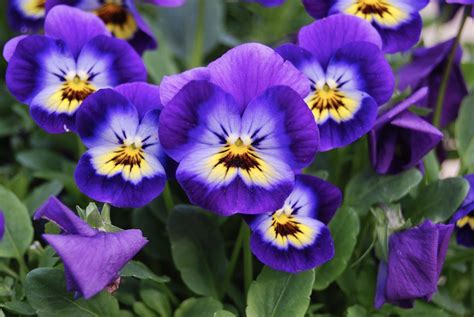 Viola Flower Plant Care Growing Pansies How To Care For Pansy And