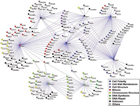 Genetic Interaction Network Representing The Synthetic Lethal Sick Download Scientific Diagram