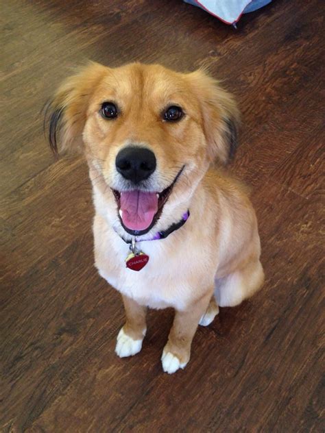 Charlie (golden retriever and border collie mix) after her ...
