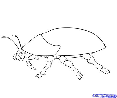 Simple Insect Drawings At Explore Collection Of