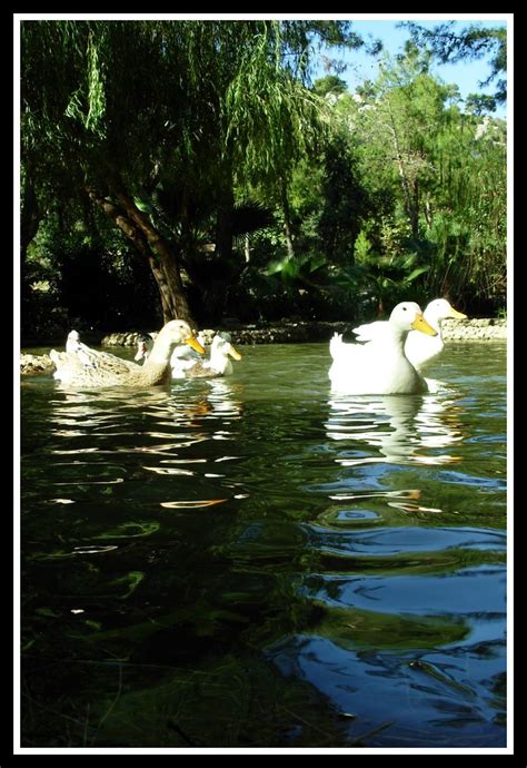 A Day In The Park Duck Pond A Few Photos From Our Trip Thi Flickr