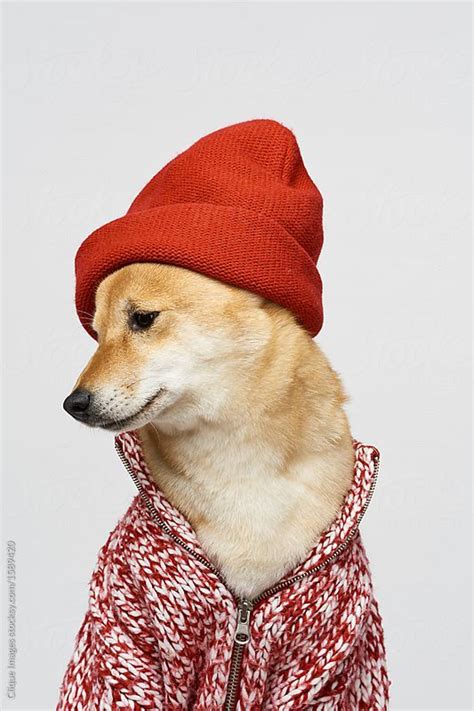 Dog In Winter Outfit Portrait Of Cute Shiba Inu Wearing Red Hat And