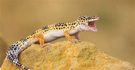 Leopard Gecko Habitat Where Do Leopard Geckos Live A Z Animals