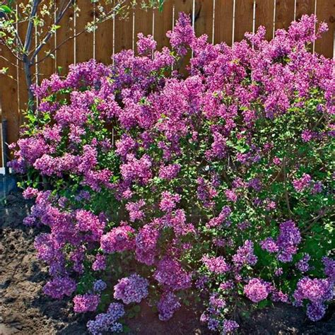 Plant A Bloomerang Lilac Tree For 3 Seasons Of Fragrant Flowers