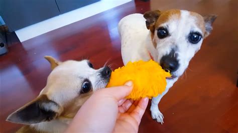 Dogs Eating Mango 🥭 Youtube