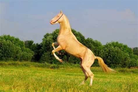 12 Astonishing Facts About Horses Horses Horse Facts Most Beautiful