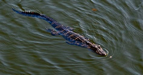 Baby Gator Taking A Swim A Young Alligator Taking A Swim In Foxwood