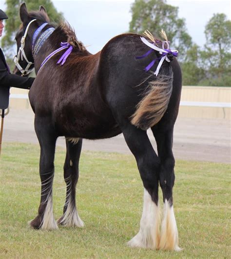 Darkmoor Shire Horse Stud Weanling Filly Decorated For The Show Ring