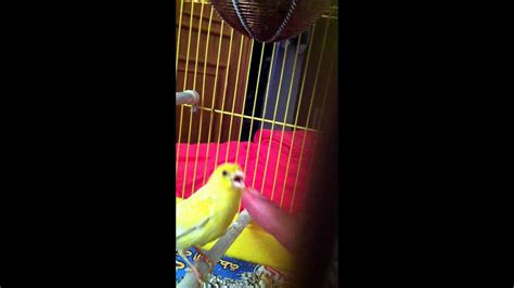 Funny Angry Canary Dnaces With Lion Kings Song Youtube