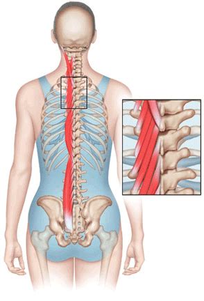 The Best Article I Ve Seen Breaking Down Each Part Of Your Spine And