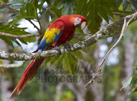 Buy Scarlet Macaw Image Online Print And Canvas Photos Martin Willis