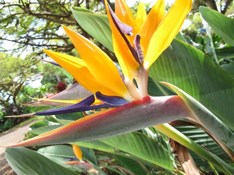 Bird Of Paradise Kaui Hi Birds Of Paradise Beautiful Places Hawaii