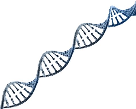 Dna Clipart Png Dna Structure Clipart Clipart Transpa