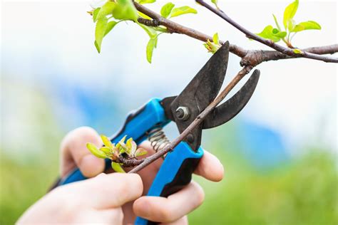 Pruning Cherry Trees Top Tips On When Why And How