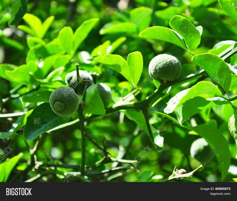 Trifoliate Orange (poncirus Trifoliata) image & stock photo. 80905973