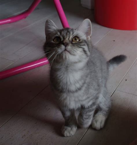 Only U Chaton Blue Silver Spotted Tabby Vendu Chatons British Shorthair