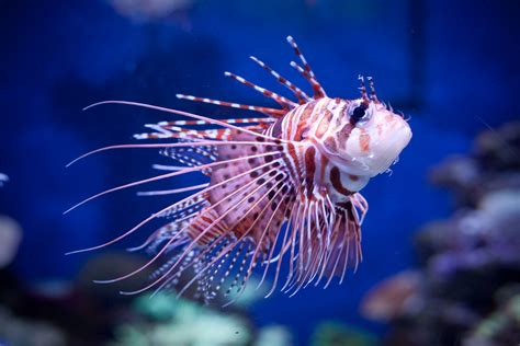 10 Cute But Deadly Sea Creatures That Can Attack And Murder Without