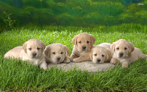 These cute lab puppy pictures prove that not only is this breed smart and charming, they can also be doggone adorable. 25 Cute Labrador Retriever Puppies Pictures And Images