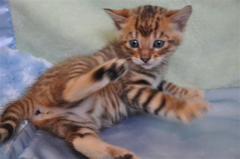 Anorak News Toygers A Tiger Crossed With A Pet Cat Photos