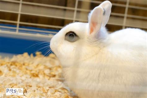 Polish Rabbits Looks Behavior And Healthcare With Pictures