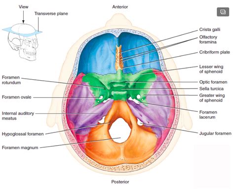 Figure 910 Superior View Of Floor Of Cranial Cavity Diagram Quizlet