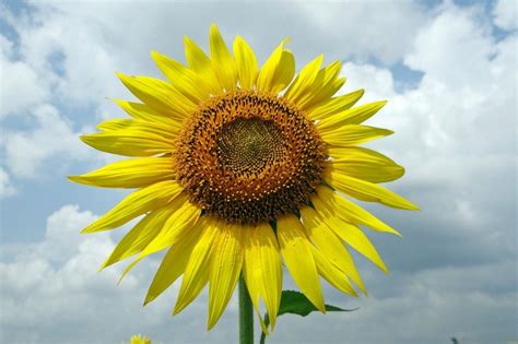 Big Natural Sunflower Free Image Download
