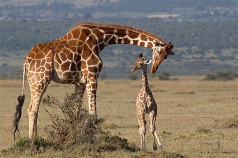 Are Giraffes Endangered? Conservation Status, Threats
