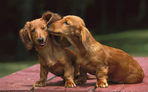 Dachshund Full Hd Wallpaper And Background Image 1920x1200 Id389924