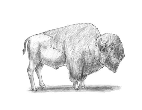 Maybe you would like to learn more about one of these? Bison | animalstodraw
