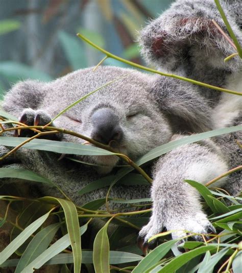 Bébé Koala Mignon Koalas Bebe Koala Koala Animales