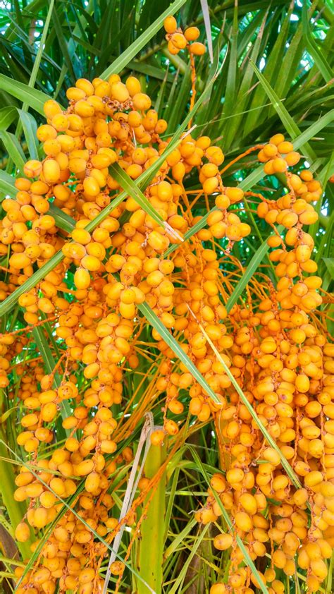 Palm Tree Fruit Free Stock Photo Public Domain Pictures