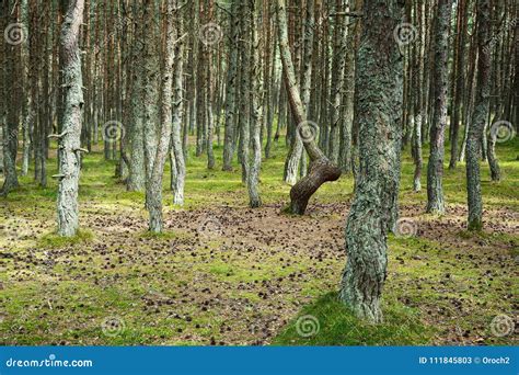 Beautiful Forest Twisted Trunks Of The Pine Trees Stock Image Image