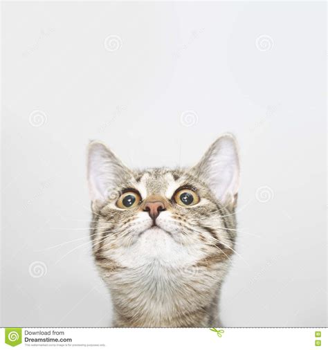 Curious Cat Face Looking Up Stock Image Image Of