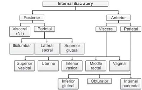 The nine branches of the anterior division of the internal iliac artery may be more easily remembered in these divisions Internal iliac artery | repro system anatomy | Pinterest