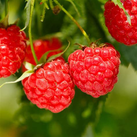 Heritage Red Raspberry Bushes For Sale