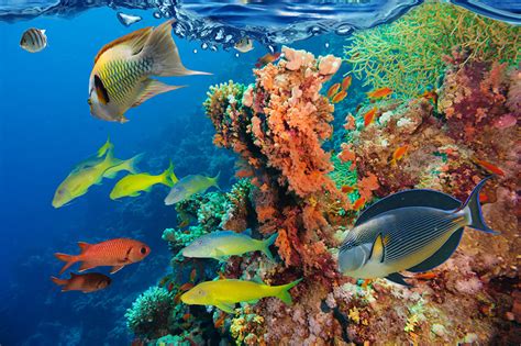 Images Fish Underwater World Corals Animals
