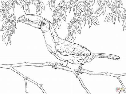 Toucan Coloring Realistic Pages Billed Keel Toco