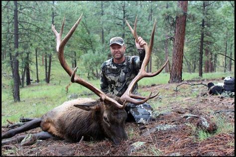 New Mexico 16d Elk Tag Sept 15 24