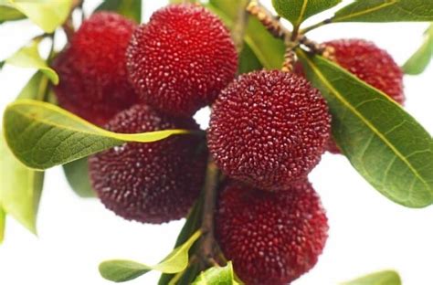 What Is A Yumberry And 10 Fun Facts About This Exotic Fruit