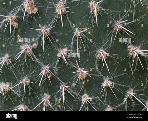 Cactus Texture Stock Photo Alamy