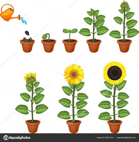 Ciclo De Vida De Una Planta Con Flor Y Fruto Diagrama Ciclo De Vida