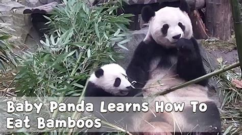 コレクション Baby Panda Pictures Of Pandas Eating Bamboo 327161 Bestpixtajpmruc