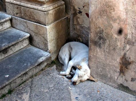 Pet food brands containing euthanized pets. Spain Confirms Stray Dogs Used to Manufacture Pet Food ...